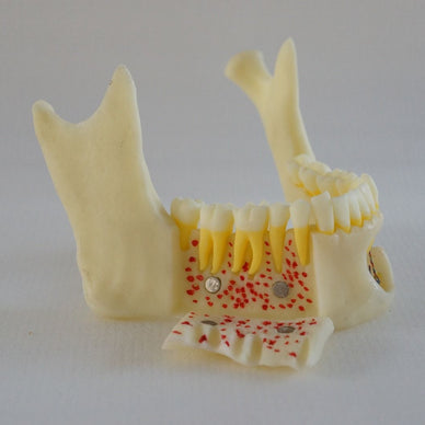 MANDIBULAR STUDY MODEL oral cavity mouth Mandible w/ cheeks Hinge Buccal - eLynn Medical