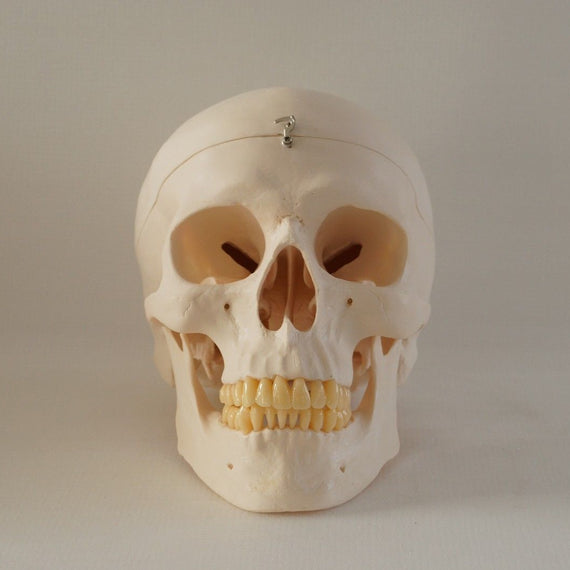 Human Dental Study Skull Model Teeth Medical Dental Study Anatomy 3 PARTS - eLynn Medical