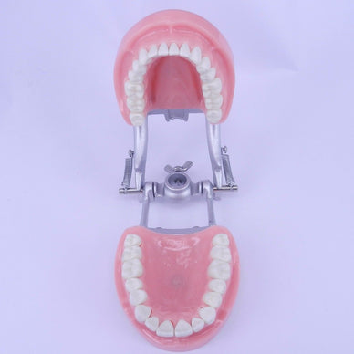 Dental Dentition Teeth Model w/ 32 teeth DP-Articulator Upper Lower JAW ANATOMY - eLynn Medical