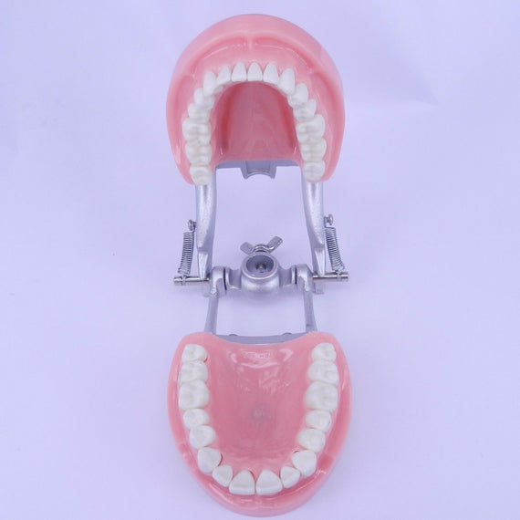 Dental Dentition Teeth Model w/ 32 teeth DP-Articulator Upper Lower JAW ANATOMY - eLynn Medical