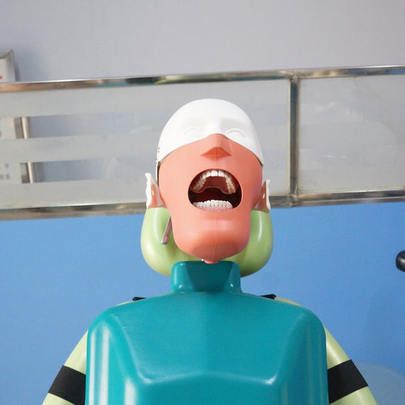 Dental Simulator Manikin Phantom Teeth Tooth Model Training - eLynn Medical